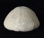 Camerogalerus cylindricus (LAMARCK 1816) - Bild © FossNet FossilienStore